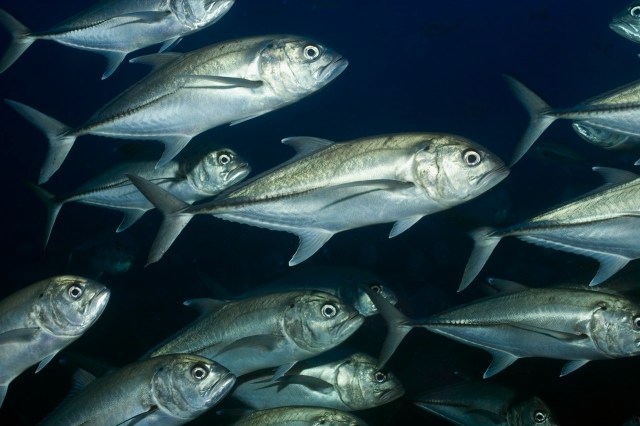 School of Bigeye Jack