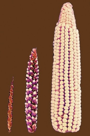 Ancestral Corn - All Rights: John Doebley